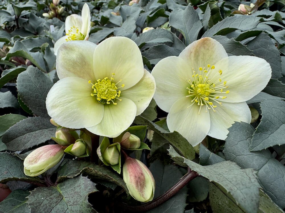 ブレントフォード エリクセン Helleborus x ericsmithii HGC 'Champion' (Winter's Bliss Lenten